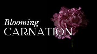 TIMELAPSE Carnation Flower Blooming screenshot 3