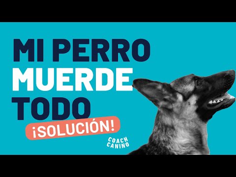 Video: Cómo evitar que los perros coman en los cables de alimentación