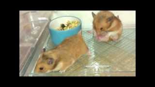 أقوى مقطع تزاوج للهامستر Stronger clip Mating for hamsters