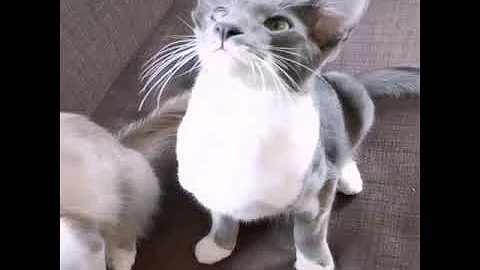 Video 2979771: cutekitten funnykitten, cutecats funnykittens, funny cutekitten, funny cat jumping, cat playing jumping