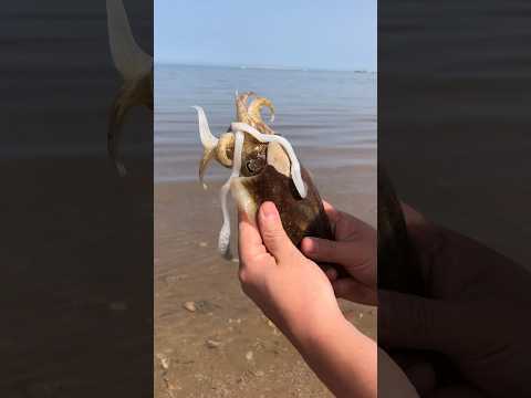 Нашествие каракатиц в