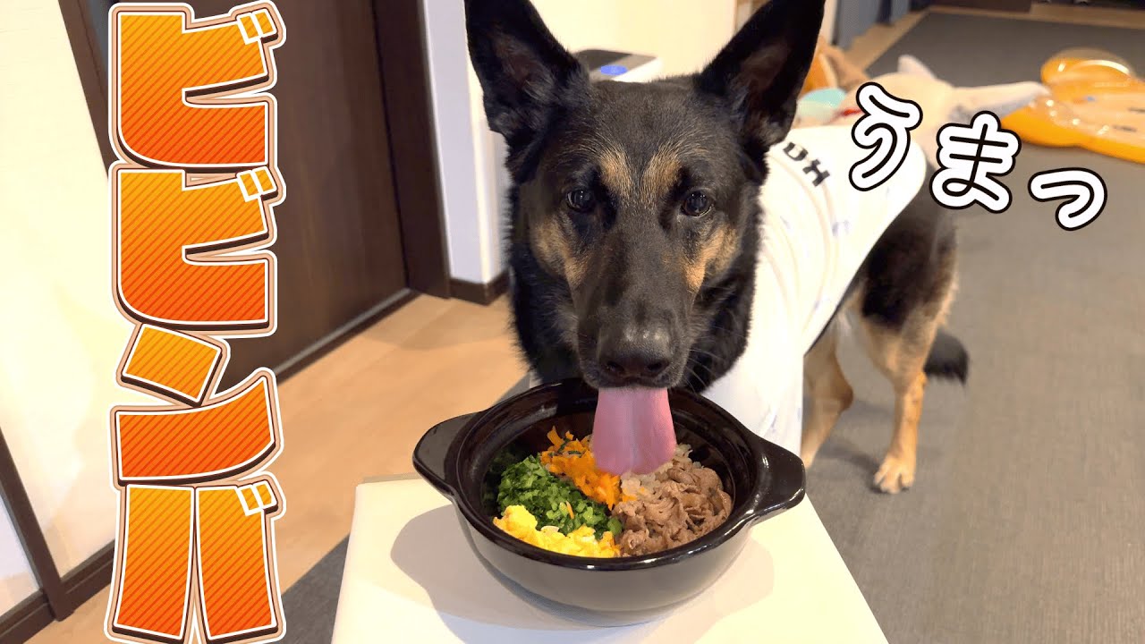晩ごはんにビビンバ作ったら、愛犬のエアペロが止まりませんw【ジャーマンシェパード】