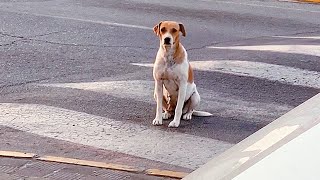 Perro leal abandonada por su familia en medio de la calle espera su retorno !
