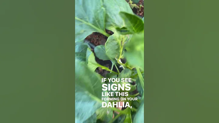 Signs your dahlia plant may have a virus - DayDayNews