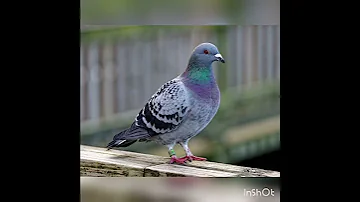 صوت الحمام هديل الحمام 