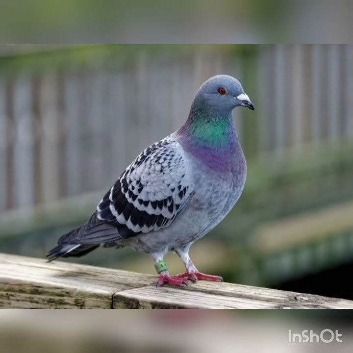 صوت الحمام هديل الحمام