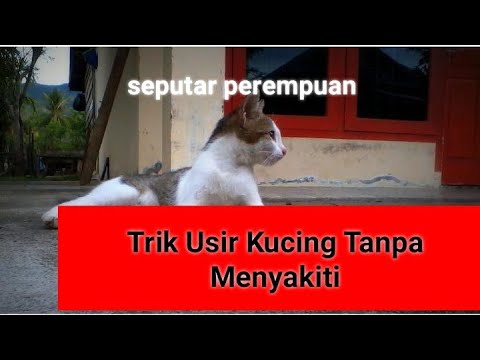 Video: Menahan Kucing Dengan Cara Yang Benar - Alternatif Untuk Mengusir Kucing