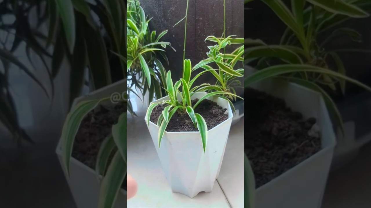 Raise the roots of a green-leafed spider plant Propagation to regrow #shorts #garden #plants #diy