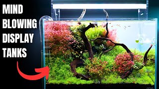 I FLEW TO THE UK 🇬🇧 JUST TO VISIT THIS AQUARIUM SHOP! by MJ Aquascaping 20,811 views 5 months ago 8 minutes, 6 seconds