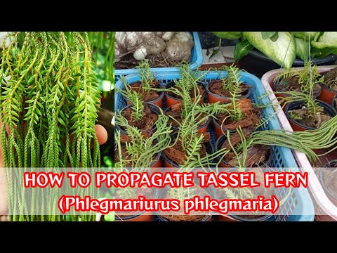 Video: Japanese Tassel Fern Care - Lub Tswv Yim Kom Loj Hlob Tassel Ferns Hauv Lub Vaj