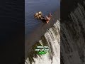 This brave mother duck will shock you #shortsvideo #shorts