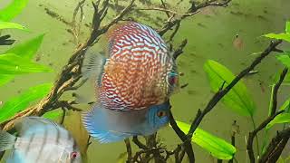 Rio Esmeralda 06.11.2020