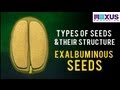 Understanding Seeds and Their Structure