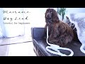 How to make a Macrame dog leash - Easy tutorial for beginners