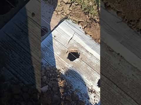 Σπορά ντοματας σε