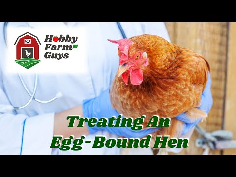 Video: Vil et ægbundet hønseaflejring?