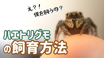 ハエトリグモ Youtube