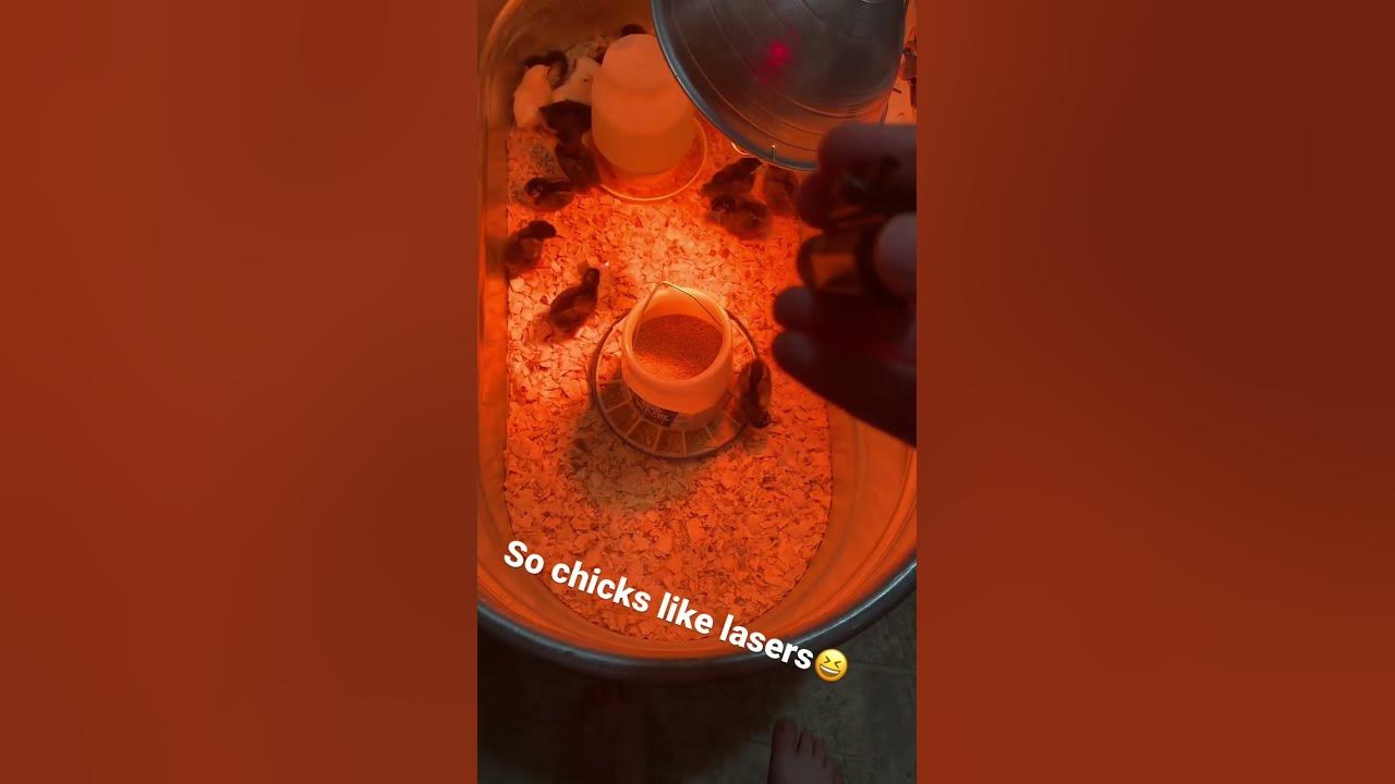 Chickens are quite fond of lasers    #chicken #laser #chick #funny #meme