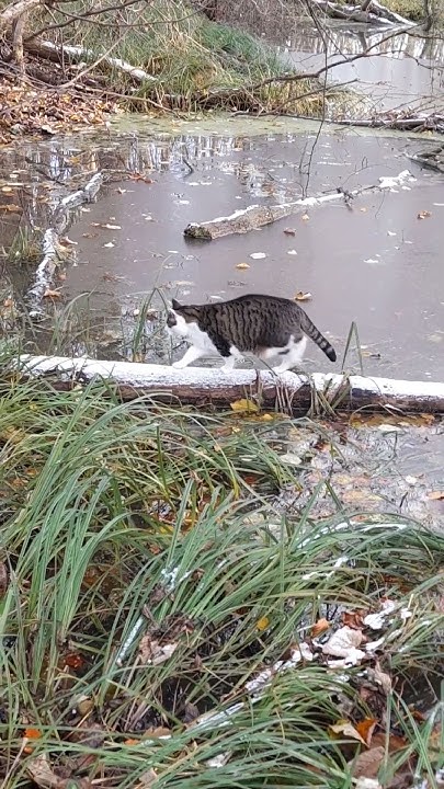 LuCa at the frozen pond / LuCa am gefrorenen Teich YouTube