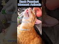 Ranking the Funniest Lazy Cats Ever!