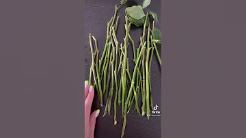 Укоренение розы в домашних условиях🌹