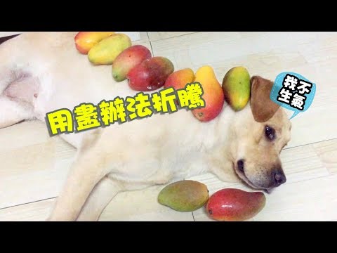 為什麼拉布拉多是無攻擊犬種，看這位鏟屎官用盡辦法折騰的表現！【我叫元小旦】