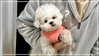 What Happened When Leave the Puppy with Daddy