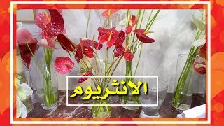 نباتات ظل لتزيين المكاتب، الانثريوم Anthurium