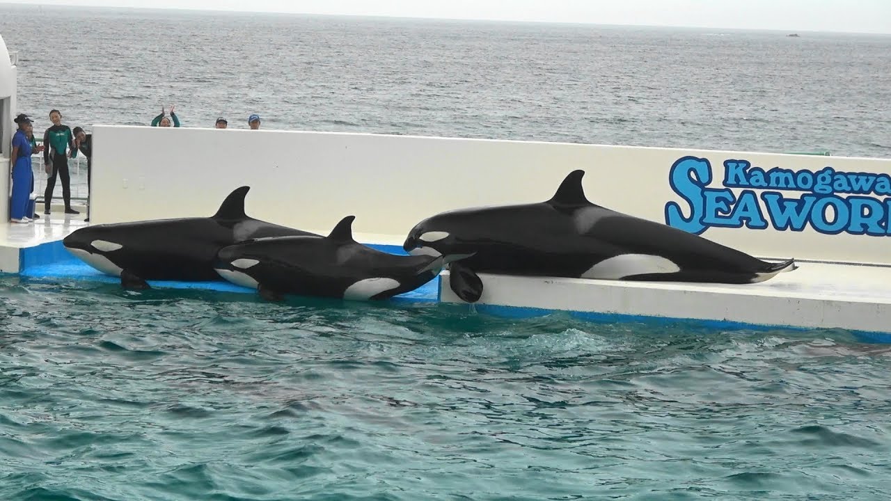 『鴨川シーワールド』パフォーマンス♪合間の風景（2017/07/23）