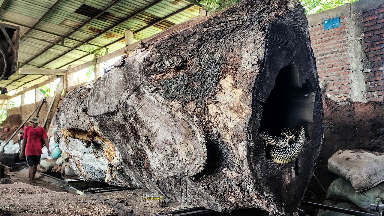 Extreme ! Sawing the Most Expensive Dragon Head Trembesi Wood at the ...