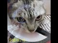 Adjustable Dog Elizabethan Collar Pet Protective Collar Dog Neck Recovery Cone Collar for Anti-Bite