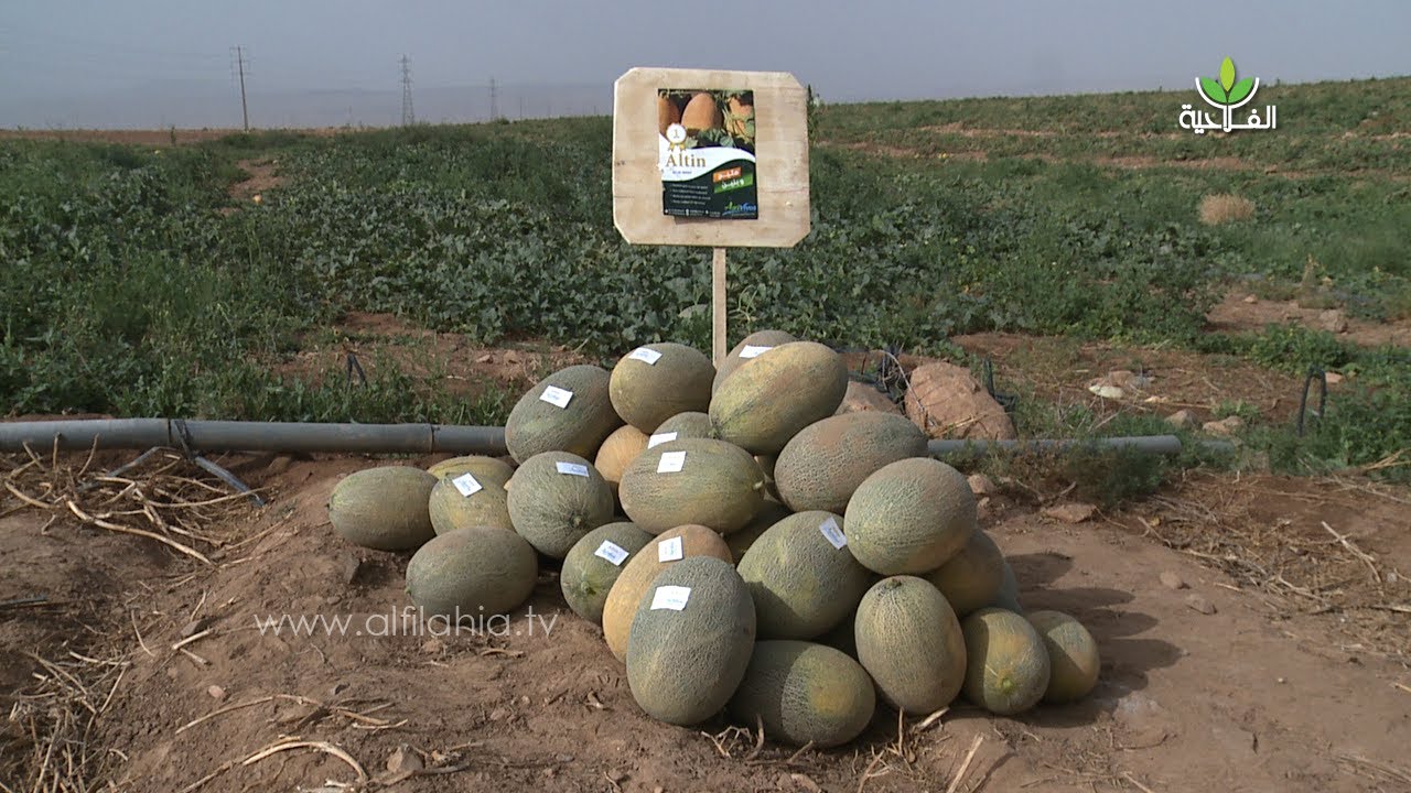 تعرف على المميزات الجديدة ديال صنف الاناناس الجديد 