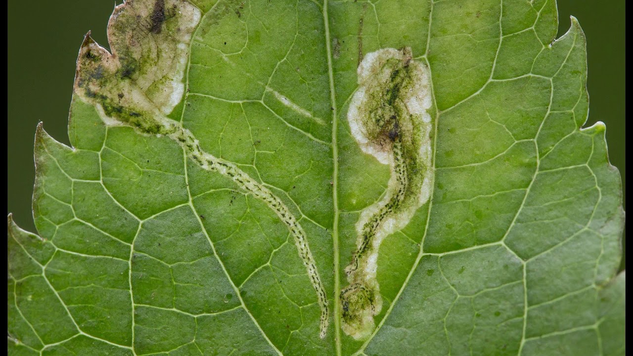 [Wikipedia] Cerodontha angulata