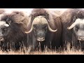 "Акцент": Андрей Попов об увеличении популяции бизонов и овцебыков в Якутии