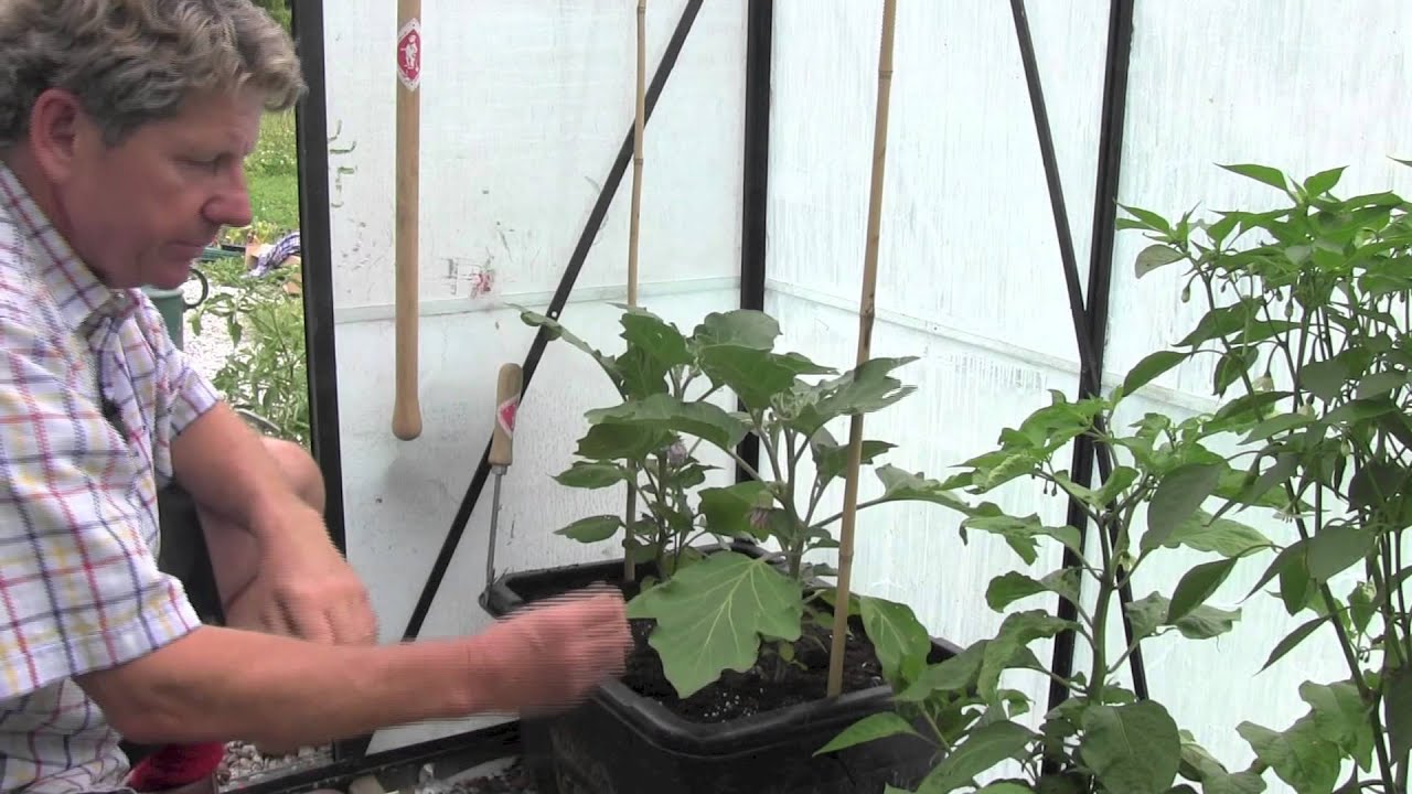 Eggplant in the greenhouse: growing and care 63 Eggplant in the greenhouse: growing and care 70