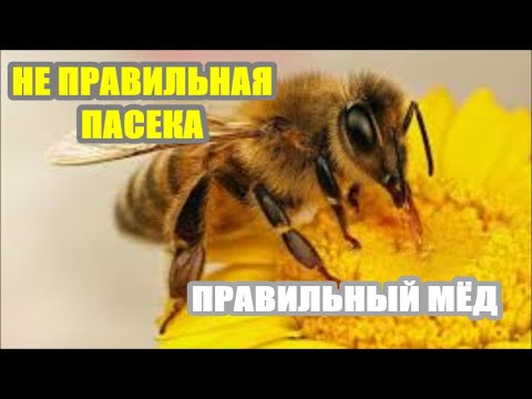 Видео: НЕ ПРАВИЛЬНАЯ ПАСЕКА - ПРАВИЛЬНЫЙ МЁД !