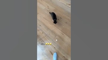 This cat understood the assignment 😂 (via @d1niel96) #shorts