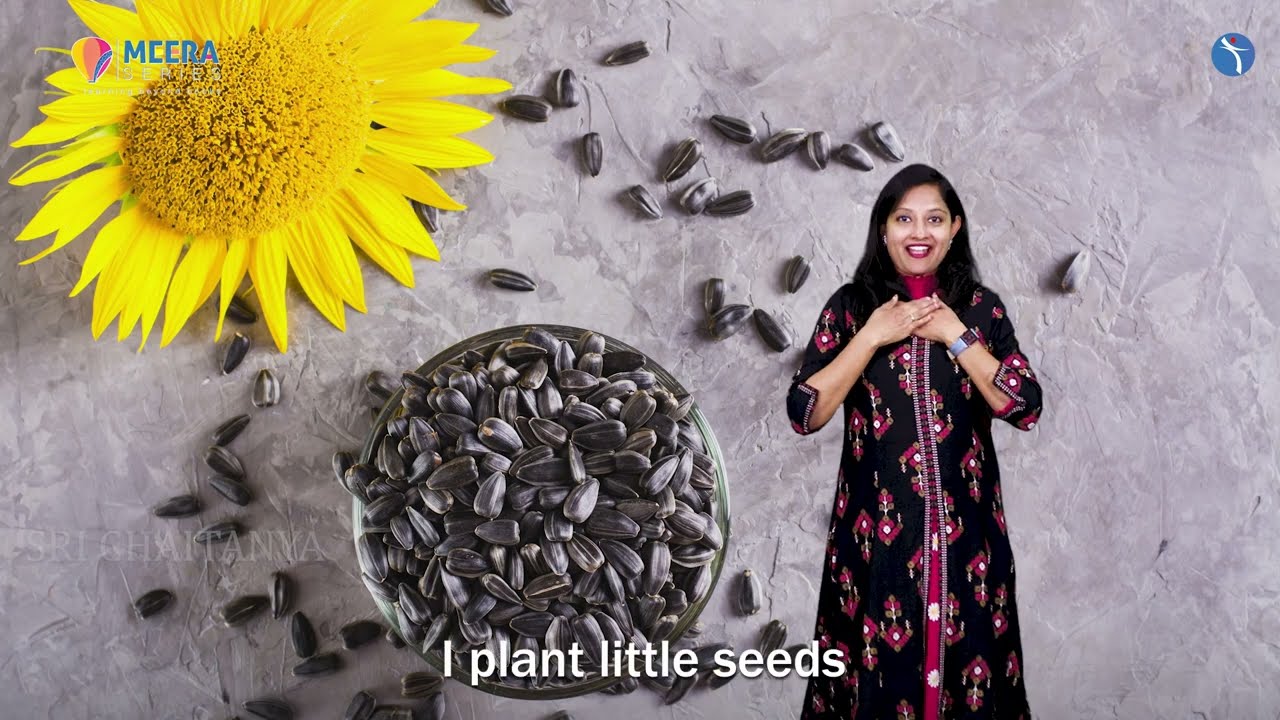 Little sunflower seeds
