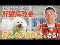【肝臓病】肝臓の数値が悪いビションフリーゼが改善！飼い主自身の変化が必要です【犬】