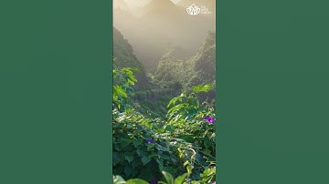 Wu Wei: The Paradox of Effortless Success