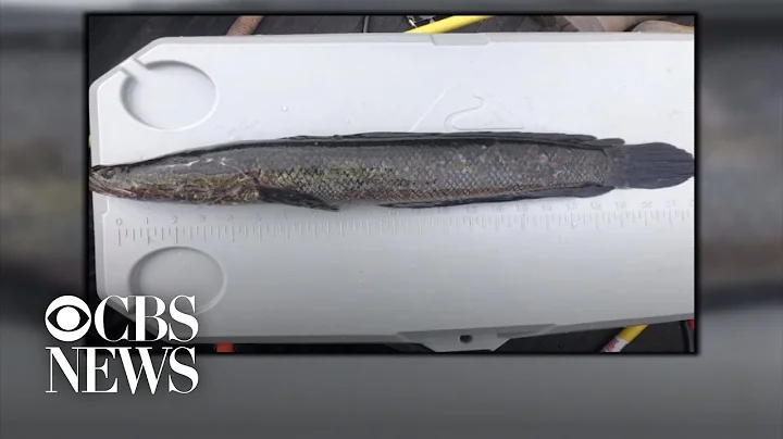 Georgia warns fishermen to kill any northern snakeheads