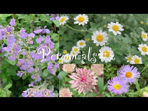 Video: Delicate bloemen van de herfsttuin: anemoon, aster, vaccaria en chelon