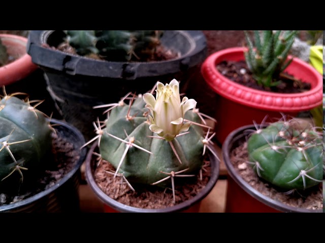 Gymnocalycium Griseo-pallidum | Flower #Timelapse #HuaweiNova5t #cactus  #cacti #collection