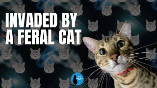 Invaded by a feral cat #cat #feralcat by Your Purrfect Cat 14 views 6 months ago 4 minutes, 13 seconds