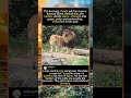 Lion Pair: The King and Queen of the Prideforyou #fyp #animals #funny
