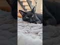 朝起きた黒猫😺 - Cats woke up in the morning - #shorts #cat