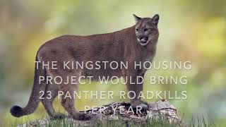 Florida Panther Kingston Project would create 23 panther roadkills PER YEAR. URGENT ACTION NEEDED!