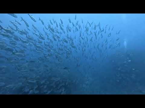 本日のグマの海【ギンガメアジの大群編】粟国島にて