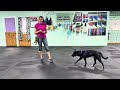 Tuna - Loose leash walking, Front, Side/Finish, Find it’s with Name Recognition, Recall Practice 