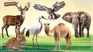 Cute Little Animals Making Funny Sounds: Crane, Camel, Rabbit, Owl, Sika deer, Elephant